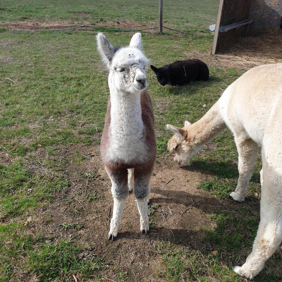 The Alpaca B&B Chalais  エクステリア 写真
