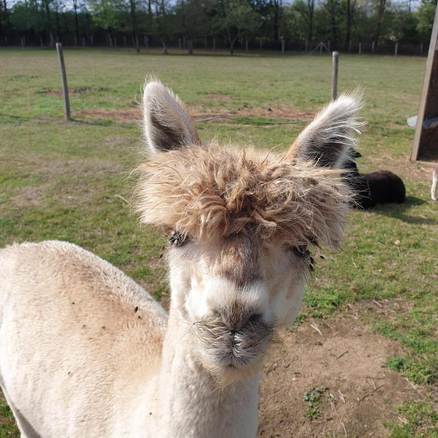 The Alpaca B&B Chalais  エクステリア 写真