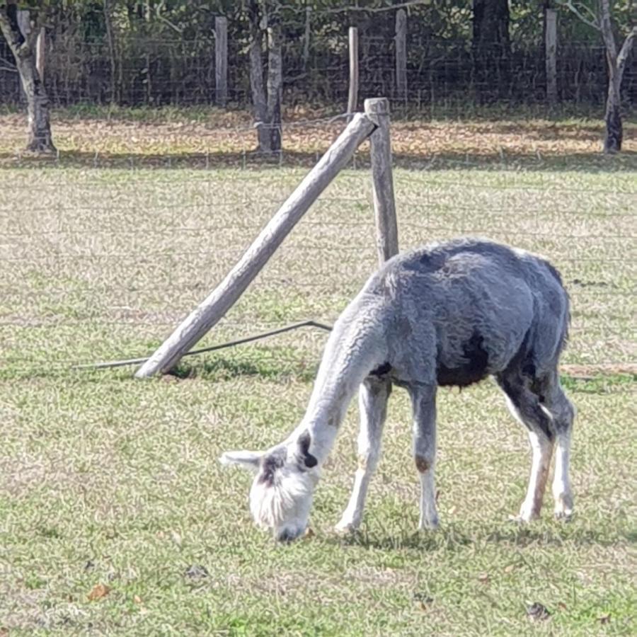 The Alpaca B&B Chalais  エクステリア 写真