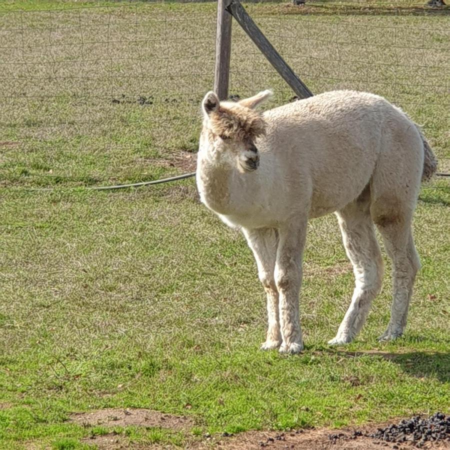 The Alpaca B&B Chalais  エクステリア 写真