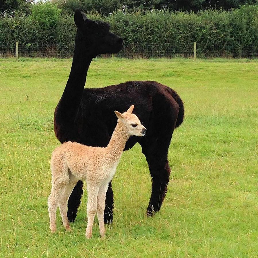 The Alpaca B&B Chalais  エクステリア 写真